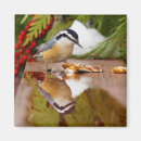 Search for breasted magnets Ornithology