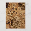 Search for textured background postcards Brown