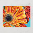 Search for flower petals postcards Flowers