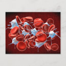 Search for three dimensional postcards Circulatory system