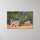 Search for ring tailed art Africa