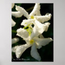 Search for jasmine flowers art White