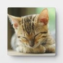 Search for bengal cat gifts Cute