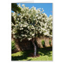 Search for jasmin cards White