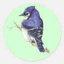 Search for bluejay stickers Wild