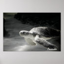 Search for beach save posters Turtle