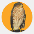 Search for sharp stickers Bird