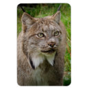 Search for bobcat magnets Cats