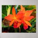 Search for orange orchid posters Tropical