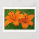 Search for lilium postcards Flowers