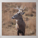 Search for whitetail posters Deer