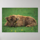 Search for calf posters Highland