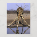 Search for reticulated postcards Animal