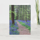 Search for beech cards Landscape