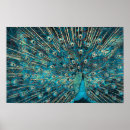 Search for peafowl posters Nature