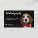 Search for beagle photography Cute