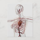 Search for circulatory system postcards 3d