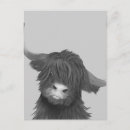 Search for cattle vertical postcards Highland