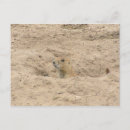 Search for burrow postcards Cute