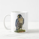 Search for peregrine falcon mugs Nature