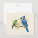 Search for birder horizontal postcards Hummingbird