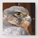 Search for peregrine falcon posters Falcons