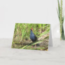 Search for pukeko Bird