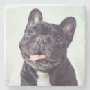 Search for purebred coasters Canine