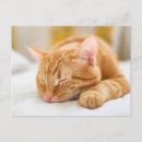 Search for sleeping baby postcards Pet