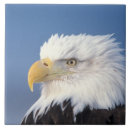 Search for bald eagle tiles Portrait