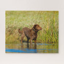 Search for hunting dog puzzles Dogs