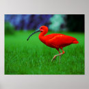 Search for beak posters Tropical