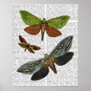 Search for flies posters Animals