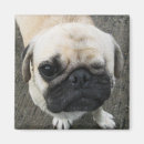 Search for soy magnets Cute