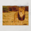 Search for male lions postcards Wildlife