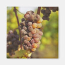 Search for bunch magnets Wine