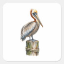 Search for brown pelican stickers Bird