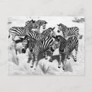 Search for black white zebra postcards Zebras