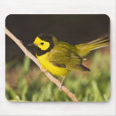 Search for warbler electronics Male