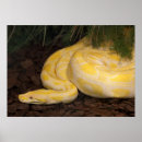 Search for yellow snakes posters Reptile