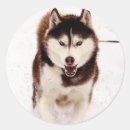 Search for siberian husky stickers Huskies