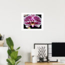 Search for phalaenopsis posters Floral