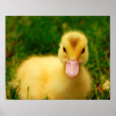 Search for duckling posters Animal