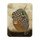 Search for up and fish magnets Outdoors