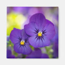 Search for viola magnets Floral
