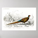 Search for book illustrations posters Vintage book illustration