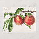 Search for berry horizontal postcards Berries