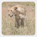 Search for lioness stickers Kenya