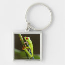 Search for tree frogs key rings Wildlife