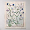 Search for herbal medicine posters Healing